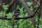 Male Baltimore Oriole perched on a limb.