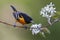 Male Baltimore Oriole perched in a serviceberry tree