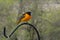 A male Baltimore Oriole sitting on a shepherd\\\'s hook with a blurred natural background in Trevor, Wisconsin