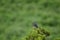 Male band-tailed sierra finch Phrygilus alaudinus bipartitus singing.