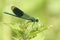 A male Banded Demoiselle Calopteryx splendens perched on a stinging nettle leaf.