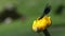 A male Banded Demoiselle damselfly, Calopteryx splendens, perching on a Yellow water-lily, Nuphar lutea, growing in a fast flowing