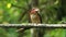 Male Banded Kingfisher (Lacedo pulchella)