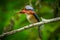 Male Banded Kingfisher (Lacedo pulchella) a