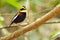 Male banded pitta