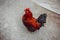 The male bantam forage on the ground .red rooster