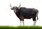 Male banteng with green grass isolated