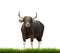 Male banteng with green grass isolated