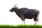 Male banteng with green grass isolated