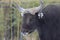 Male banteng head