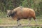 A male banteng stepping out of the wood