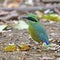 Male Bar-bellied Pitta