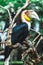 Male Bar-pouched Wreathed Hornbill portrait