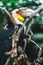 Male Bar-pouched Wreathed Hornbill portrait