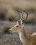 Male Barasingha or Rucervus duvaucelii or Swamp deer closeup or portrait of elusive and vulnerable animal species at kanha