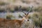 Male Barasingha or Rucervus duvaucelii or Swamp deer portrait of elusive and vulnerable animal at kanha national park
