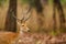 Male Barasingha or Rucervus duvaucelii or Swamp deer portrait of elusive and vulnerable animal at kanha national park