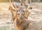 Male barasingha or swamp deer Rucervus duvaucelii or Cervus duvauceliilarge deer