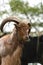 Male Barbary Sheep