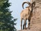 Male Barbary Sheep