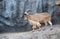 Male Barbary sheep (Ammotragus lervia)