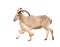 Male Barbary sheep (Ammotragus lervia)