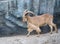 Male Barbary sheep (Ammotragus lervia)