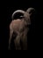 Male barbary sheep in the dark