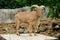 Male of barbary sheep stand on wooden top