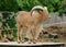 Male of barbary sheep stand on wooden top