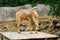 Male barbary sheep standing on wooden top