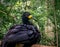 Male bare-faced Curassow Crax fasciolata - Black bird with yellow beak