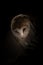 Male barn owl, light on face, body in shadow