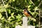 Male Barn Swallow