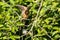 Male Barn Swallow