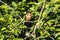 Male Barn Swallow