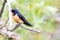 Male Barn Swallow Isolated Ontario Canada