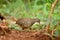 Male barred buttonquail