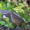 Male Barred Buttonquail