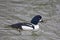 Male Barrow\'s Goldeneye, Bucephala islandica