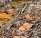 Male Basiliscus vittatus (Brown Basilisk) in Mexico