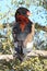 Male Bateleur