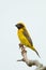 Male Baya Weaver