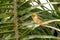Male Baya Weaver with an insect in its beak perching on palm leaf
