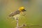 Male Baya weaver(Ploceus philippinus)