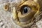 Male bearded dragon eye macro