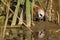 Male Bearded Reedling & x28;Panurus biarmicus& x29; looking at each other in the water like in the mirror