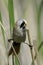 A male of bearded tit in natural habitat / Panurus biarmicus