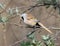 A Male bearded tit on the reed