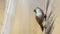 Male Bearded Tit on Reed Tassel